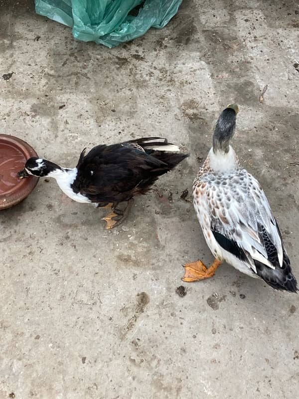 Healthy ducks pair available for sale…. . 3