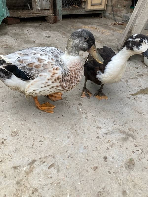 Healthy ducks pair available for sale…. . 4