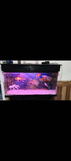 Fish Aquarium