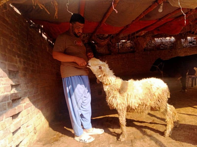 Sheep Mundra Sheep Female with (Male Kid) 0