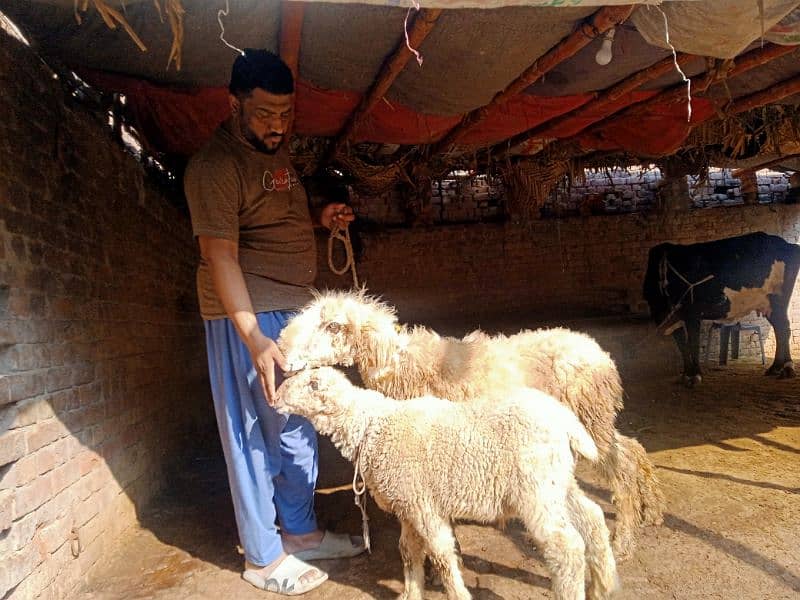 Sheep Mundra Sheep Female with (Male Kid) 1