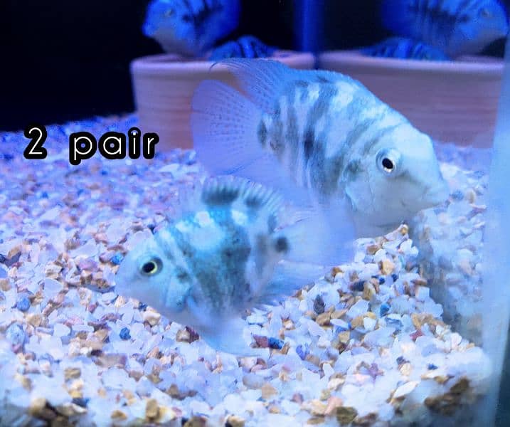 Parrot blue pollar parrot 2