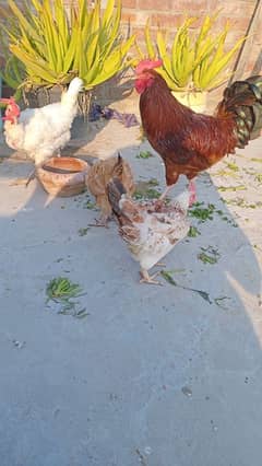 4 piece hen 1 male 3 female