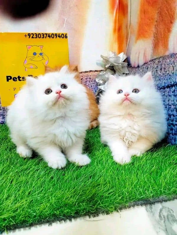 Persian kittens for sale Only contact whatup number 03292450497 2