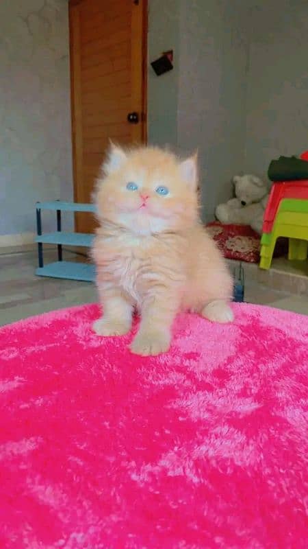 Persian kittens for sale Only contact whatup number 03292450497 3