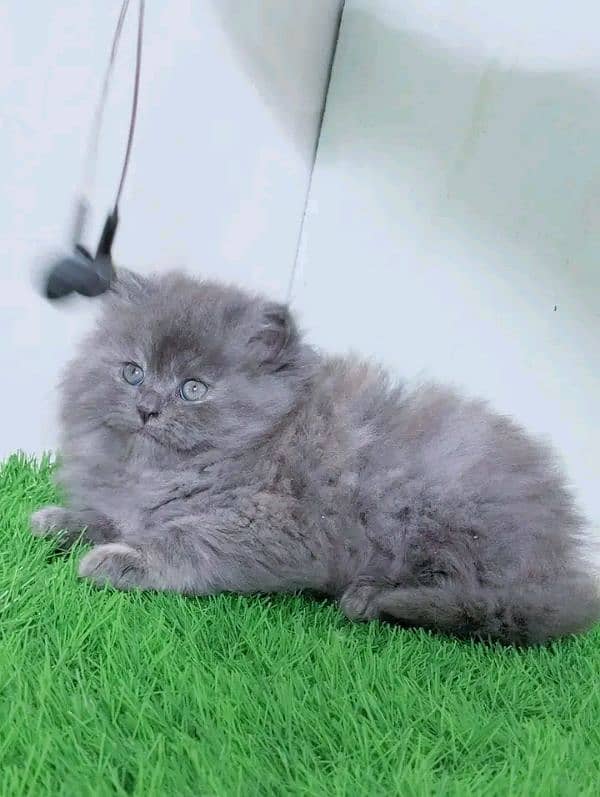 Persian kittens for sale Only contact whatup number 03292450497 7