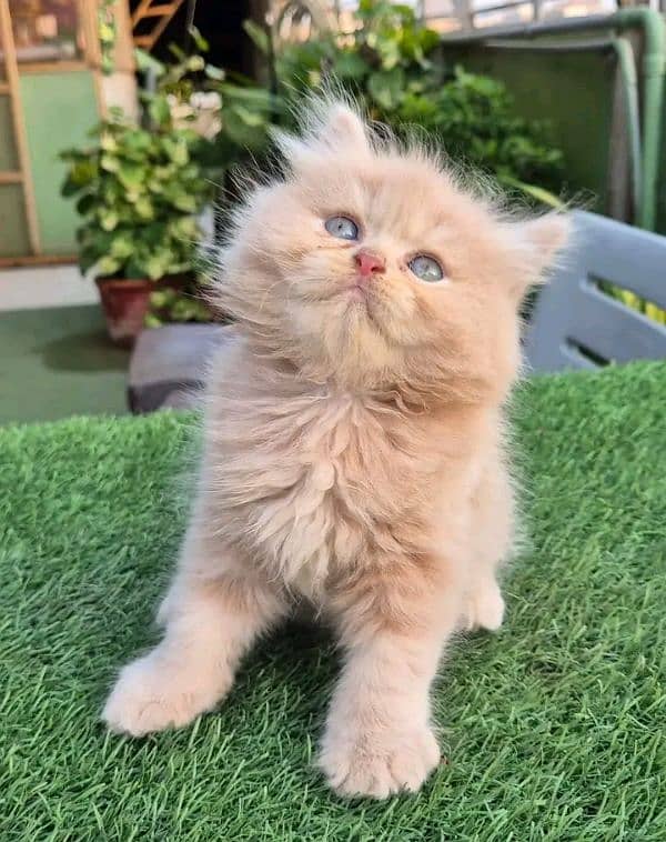 Persian kittens for sale Only contact whatup number 03292450497 11