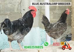 Blue Australorp Breeder Pair