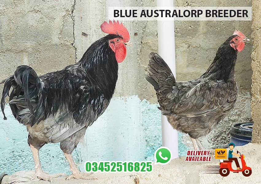 Blue Australorp Breeder Pair 0