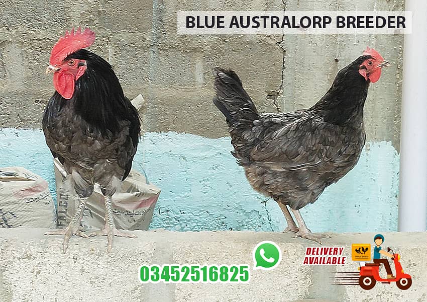 Blue Australorp Breeder Pair 1