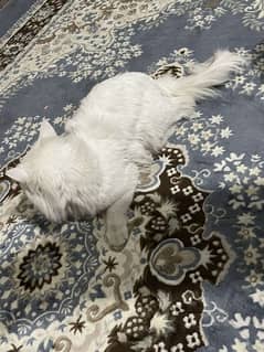 Persian male Double coat 1.5 months