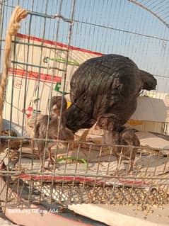 aseel hen with chick