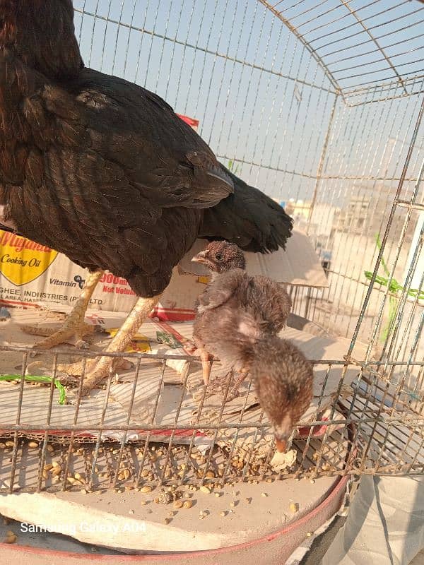 aseel hen with chick 1