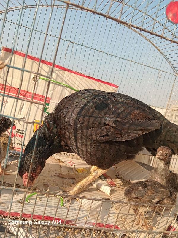 aseel hen with chick 4