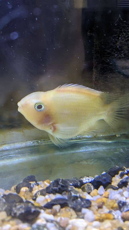 Parrot Fish (female) 0