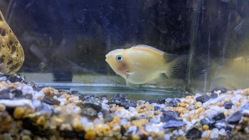 Parrot Fish (female) 4