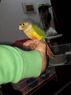 hand tame parrot