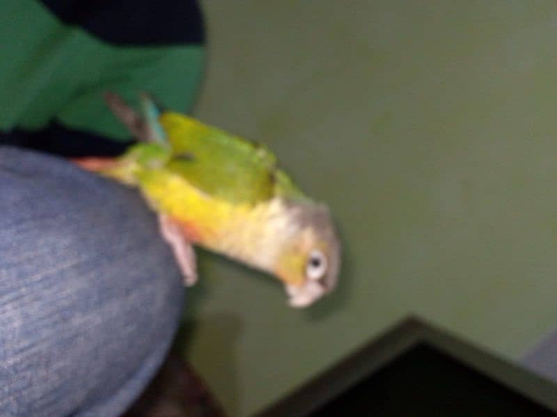 hand tame parrot 1