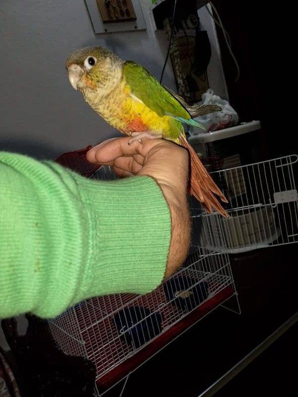 hand tame parrot 2