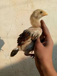 aseel chick for sale breede Pela and amroha mix