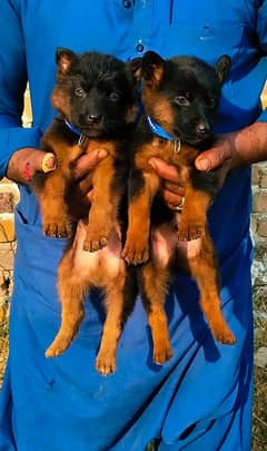 German shepherd / german shepherd dog  / dog for sale