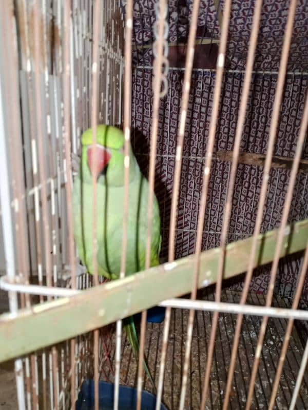 different varieties of parrot green female only 0