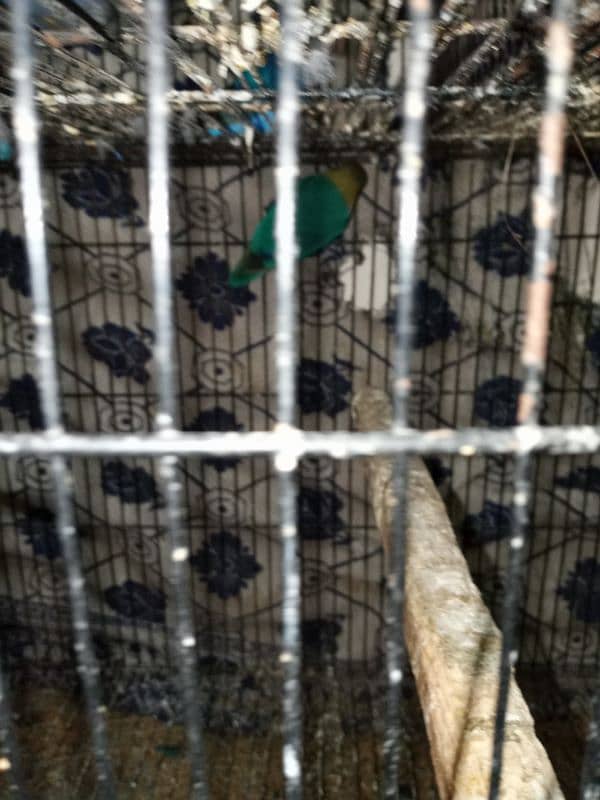 different varieties of parrot green female only 1