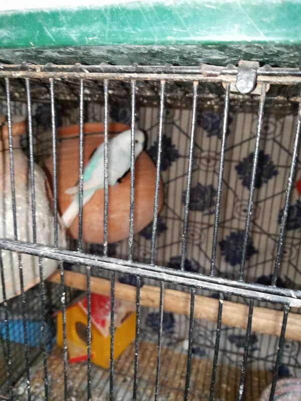 different varieties of parrot green female only 4