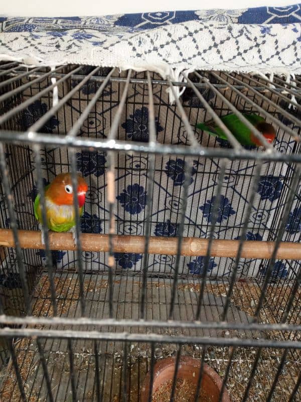 different varieties of parrot green female only 6