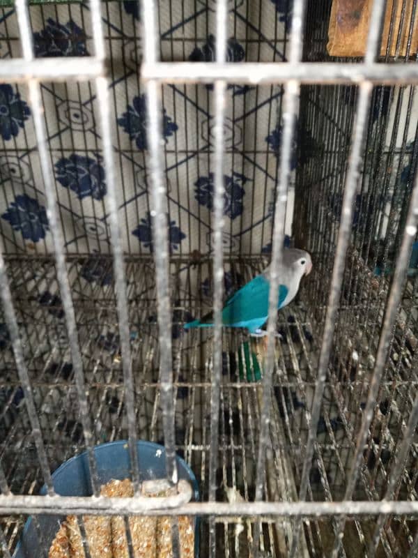 different varieties of parrot green female only 7