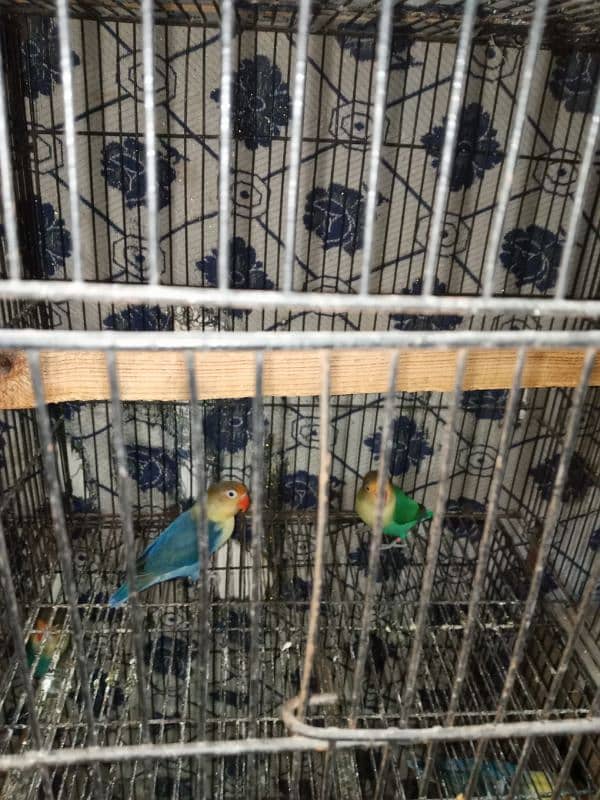 different varieties of parrot green female only 8