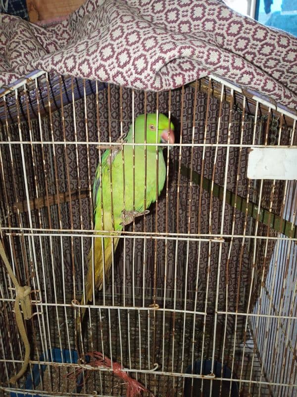 different varieties of parrot green female only 9