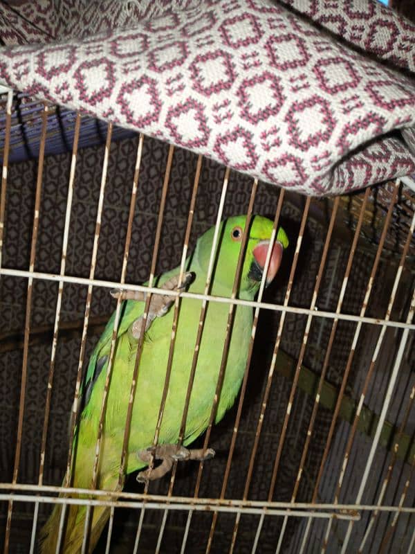 different varieties of parrot green female only 10