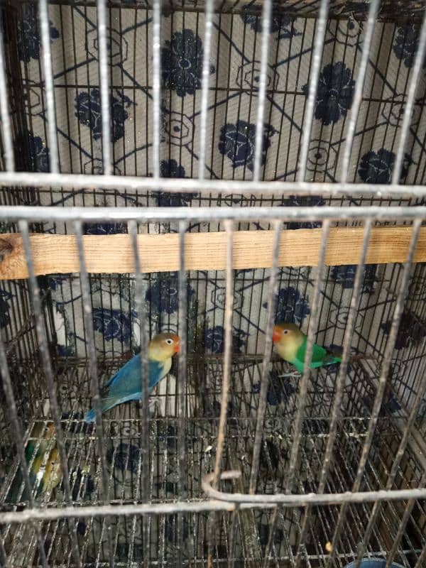 different varieties of parrot green female only 11