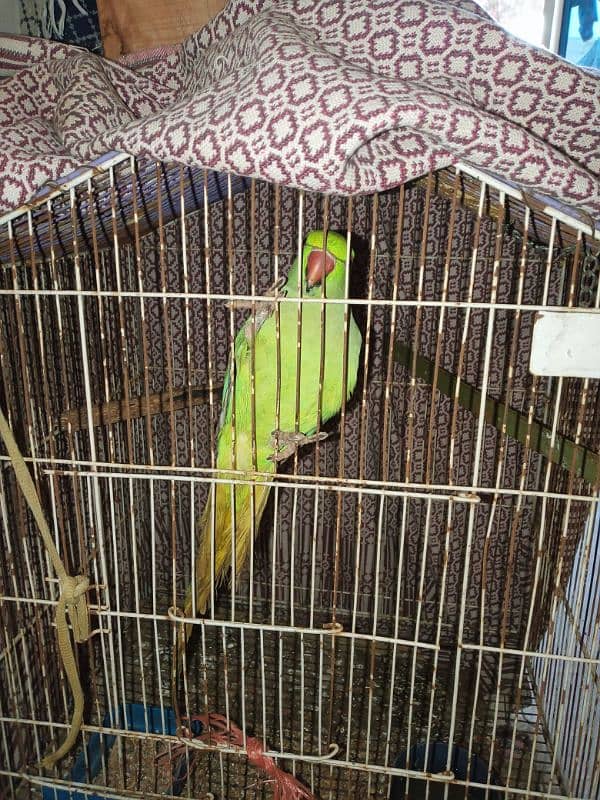 different varieties of parrot green female only 12