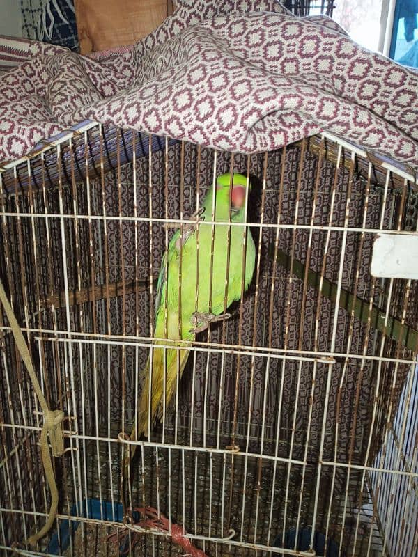 different varieties of parrot green female only 13