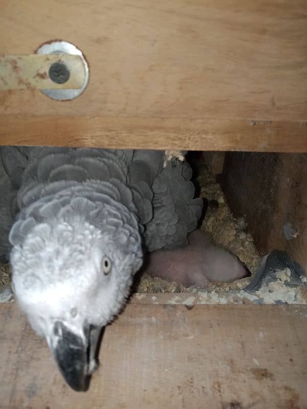 Congo African grey chicks looking for rehoming 0