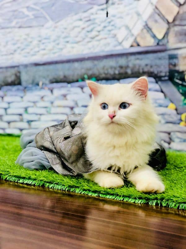 Persian triple coated punch face kitten available for sale 1