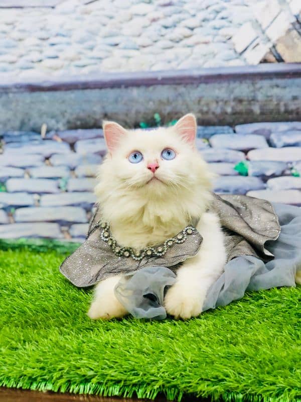 Persian triple coated punch face kitten available for sale 2