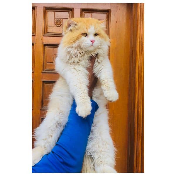 Persian triple coated punch face kitten available for sale 5