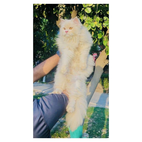 Persian triple coated punch face kitten available for sale 13