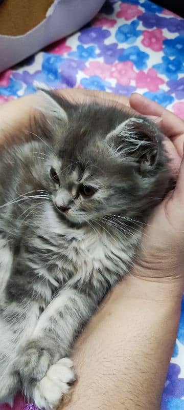 Persian Female Kittens 1