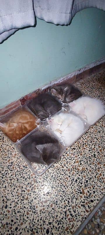 Persian Female Kittens 2