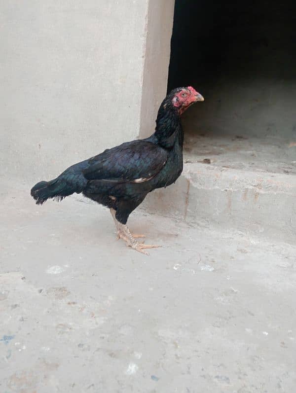 Sindhi aseel hen 5000 1