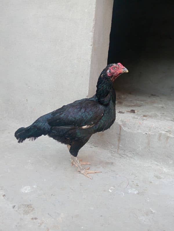 Sindhi aseel hen 5000 2