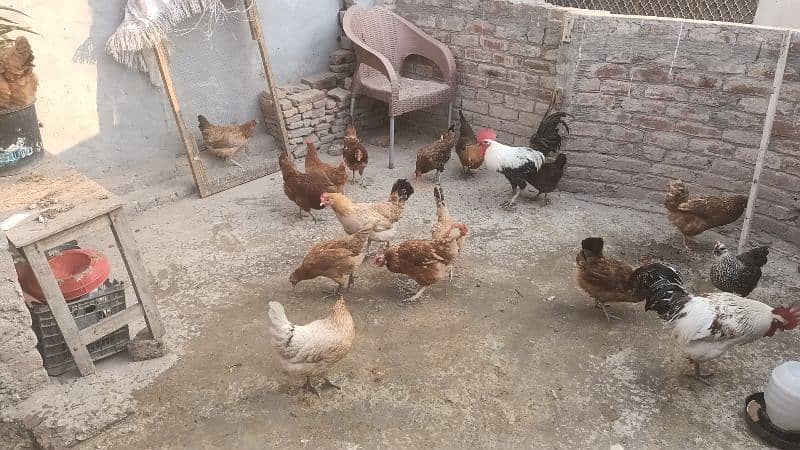 desi Hens Active, healthy all Egg Laying Hens for sale. 0