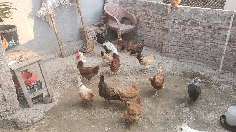 desi Hens Active, healthy all Egg Laying Hens for sale. 1