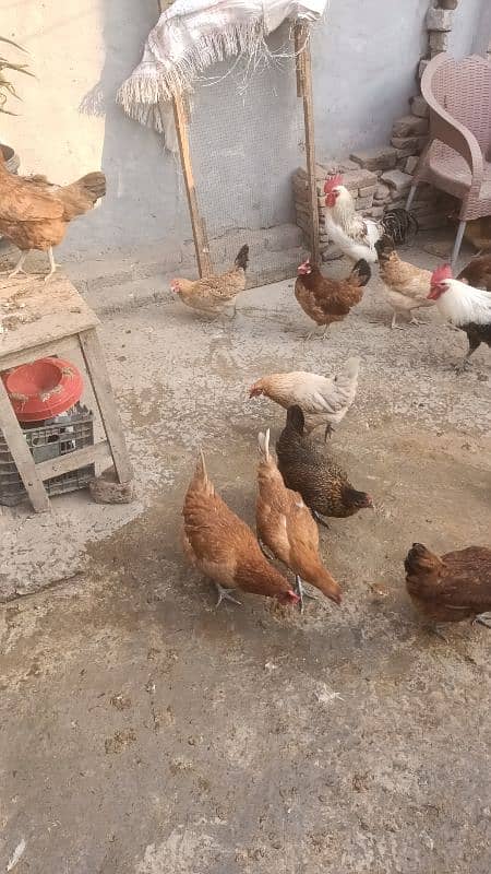 desi Hens Active, healthy all Egg Laying Hens for sale. 2