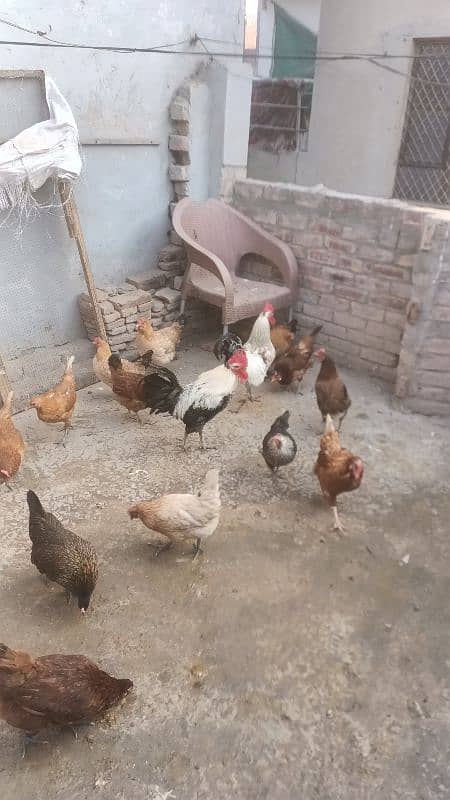 desi Hens Active, healthy all Egg Laying Hens for sale. 3