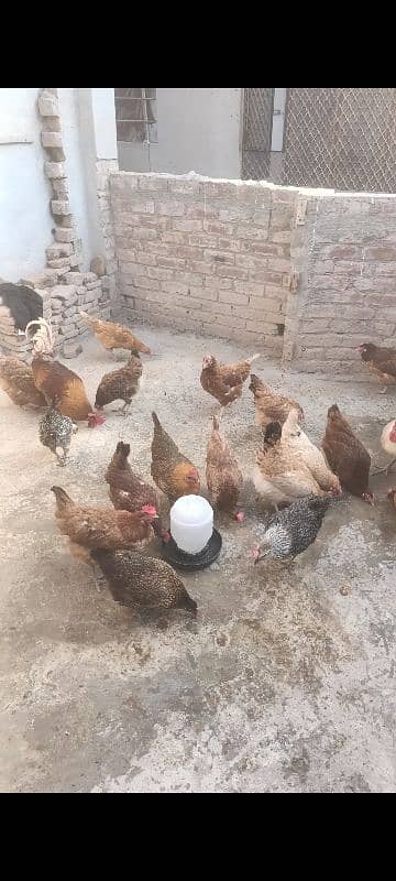 desi Hens Active, healthy all Egg Laying Hens for sale. 4